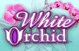 White-Orchid-Slot